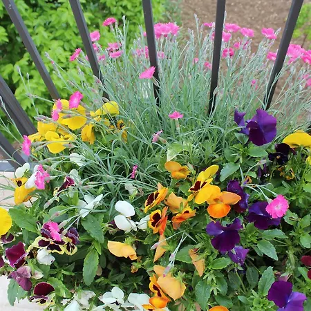 La Nuova Dimora LʼAquila