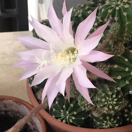 La Nuova Dimora Bed & Breakfast 3*