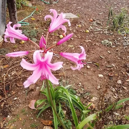 La Nuova Dimora 3* L'Aquila