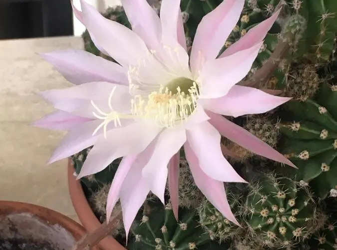 La Nuova Dimora Panzió 3*