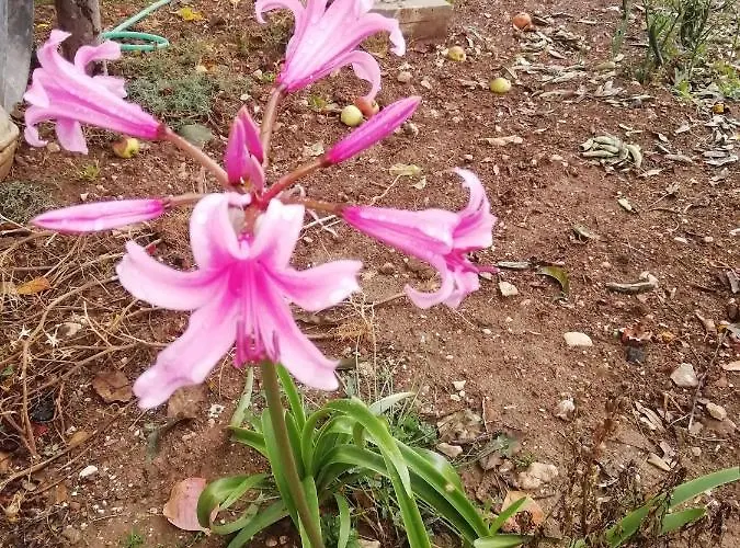 La Nuova Dimora 3* LʼAquila